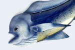 mahi-mahi-dekoracja-koryfena.jpeg