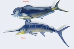 ryby-morskie-dekoracje.jpeg